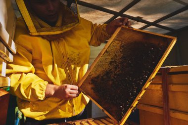 Arı koruyucu giysi ve duvak giyerken arılarla dolu bal peteği çerçevesini inceleyen genç adam arı yetiştirme işlemi sırasında kovan yapısını dikkatlice inceliyor.