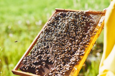 Bal arılarıyla kaplı ahşap kovan iskeleti arıcılık sırasında kovan teftişi arka planda yeşil alan, eller kısmen görünür.