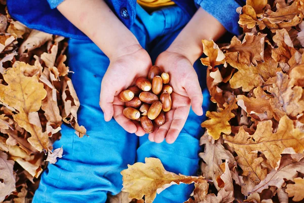 Eicheln auf Kinderpalmen — Stockfoto