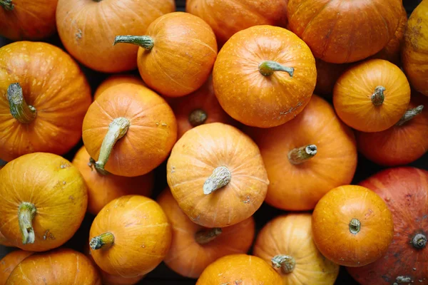 Close-up of various pumpkins — Stock Photo, Image