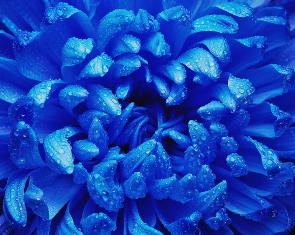 Blue chrysanthemum flower — Stock Photo, Image