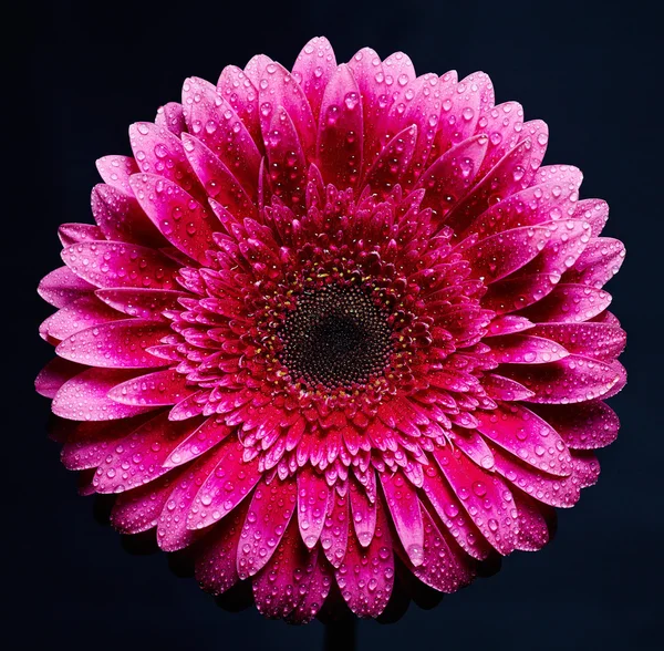 Gyönyörű rózsaszín herbera — Stock Fotó