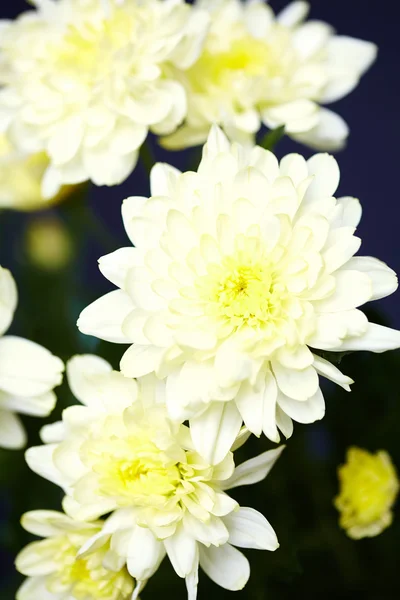 White chrysanthemums in bloom — Stock Photo, Image
