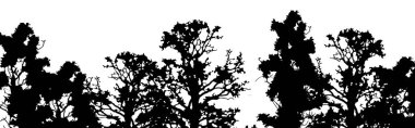 Orman köknar ağaçlarının silueti. Vektör