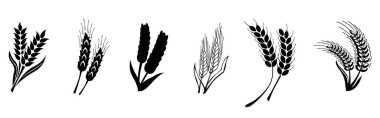 Set of black hand drawn wheat ears icons