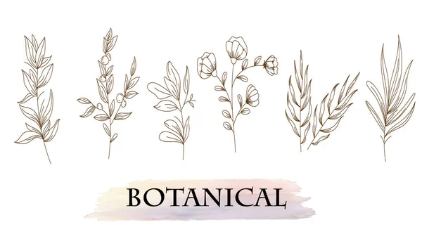 Botanik Sanatı Çizimi Soyut Çiçek Çiçek Ginkgo Gül Lale Zeytin — Stok Vektör