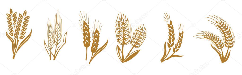 Ears of wheat, barley or rye icon. Bread, bakery symbol