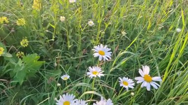 Yaz otlağı beyaz yonca çiçekleriyle dolu kır çiçekleri kamerası çimenler ve çiçekler arasında zarif bir şekilde hareket ediyor sıcak günbatımı doğası, bahar güneşi, güzel bir çevre.