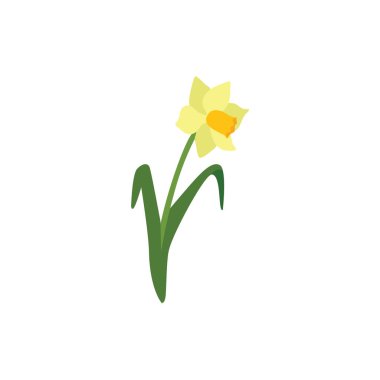 Beyaz arkaplanda sarı narsisli