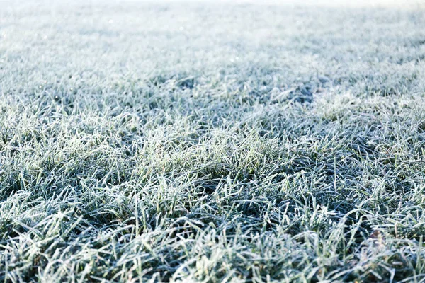 Morning Dew Froze Green Grassy Lawn Turned White Veil Rays — Stock Photo, Image