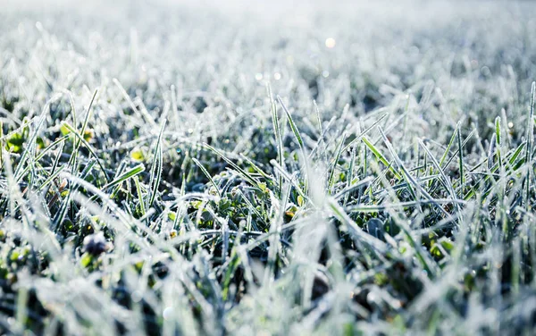 Morning Dew Froze Green Grassy Lawn Turned White Veil Rays — Stock Photo, Image