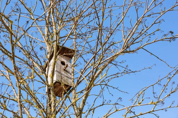 树枝中间的树干上的一个空的木制鸟舍 照顾鸟类和环境 后续行动 — 图库照片