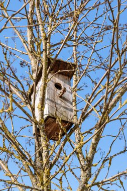 Dalların arasında ağaç gövdesi üzerinde boş bir ahşap kuş evi. Kuşlarla ve çevreyle ilgilenmek. Yakın plan..