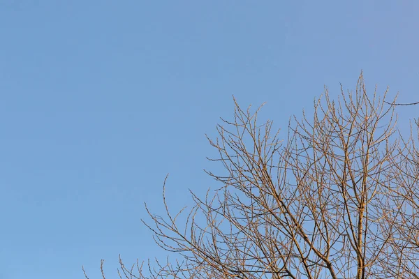 Sommet Couronne Arbre Sans Feuilles Contre Ciel Bleu Avec Espace — Photo