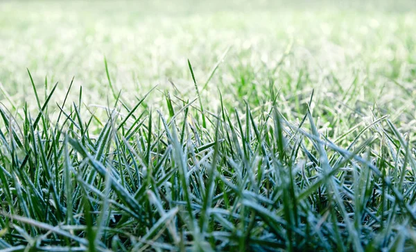 Morning Dew Froze Green Grassy Lawn Turned White Veil Rays — Stock Photo, Image