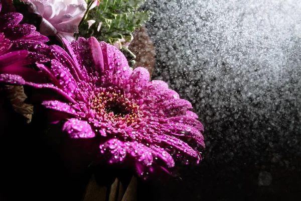Büyük Güzel Gerbera Çiçeğinin Mor Rengi Siyah Bir Zemin Üzerinde — Stok fotoğraf