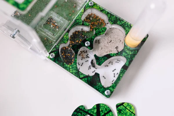 Akrilik karınca çiftliği, Azrail karıncalı formikaryum dekore edilmiş arena ve evdeki masada içecek karıncalar için test tüpü duruyor. Yeşil evcil hayvan evi.