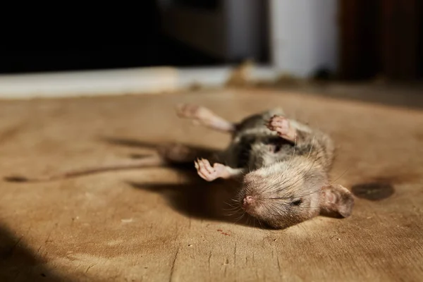 Dead Mouse Lies Wooden Plywood Background Casts Shadow Awful Year — Stock Photo, Image