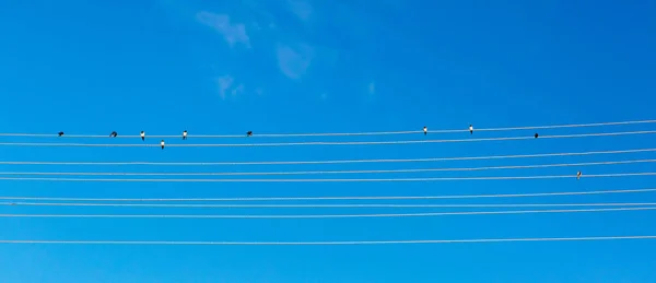 Tien Zwaluwen Zitten Een Draad Tegen Een Blauwe Lucht Achtergrond — Stockfoto
