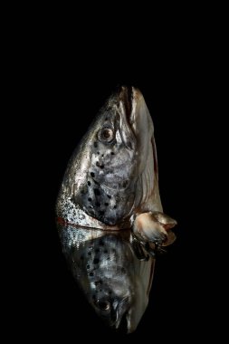Siyah ayna arka planında taze somon başı görüntüsü var. Taze çorbanın hazırlanmasındaki ana bileşen. Balık pazarı. Balıkçı avı. Bir su omurgalısı. Dikey fotoğraf.