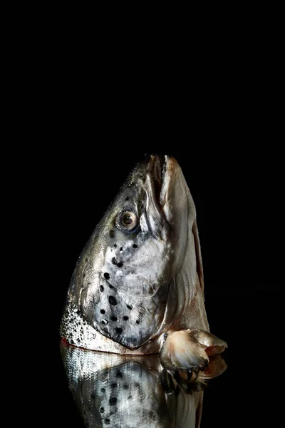 新鲜的鲑鱼头在黑色镜子背景下被隔离 准备鲜汤的主要配料 鱼类市场 渔夫的渔获物 一种水生脊椎动物 垂直照片 — 图库照片
