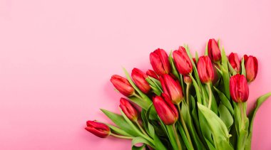 Pembe arka planda zengin bir buket kırmızı lale. Güzel şenlikli kartvizit ya da fotokopi alanı olan tebrik mesajı. Merhaba bahar. 14 Şubat Sevgililer Günün kutlu olsun. Kadın Günü 8 Mart.