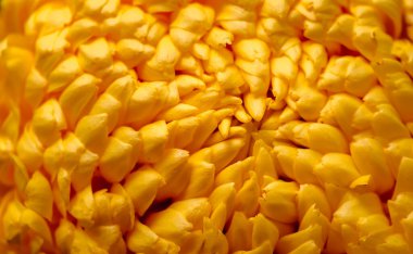 Parlak kasımpatı yaprakları fotokopi alanı olan sarı bir zemin üzerinde. Minimalist tarzda bir çiçeğin makro çekimi. Altın duvar kağıdı. Lezzetli bitki aroması.