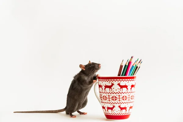 Egy Kis Fekete Rágcsáló Patkány Vagy Egér Áll Egy Bögre — Stock Fotó