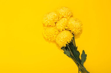 Sarı arka planda fotokopi alanı olan parlak bir kasımpatı buketi. Minimalist tarzda gür çiçekli pankart çerçevesi. Altın duvar kağıdı. Bitkinin lezzetli kokusu. Merhaba bahar, yaz zamanı..