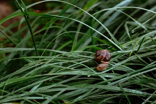 Mały Brązowy Ślimak Czołga Się Mokrej Trawie Kroplami Rosy Poranna — Zdjęcie stockowe