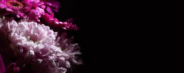 Metin için fotokopi alanı olan kartpostal. Damlalar halinde güzel bir buket kasımpatı ve siyah arka planda izole edilmiş bir pankart. Çiçekçinin kartviziti. Cenaze sembolü. Anma Günü. Karanlık..