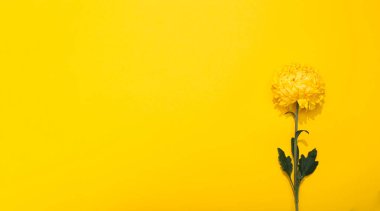 Kopya alanı olan sarı bir zemin üzerinde bereketli kasımpatı yaprakları. Minimalist tarzda çiçekli bir çerçeve. Altın duvar kağıdı. Bitkinin lezzetli kokusu. Merhaba bahar, yaz zamanı. Bir.