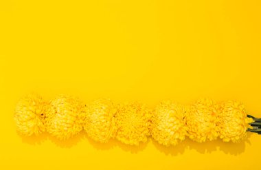 Parlak kasımpatı yaprakları, fotokopi alanı olan sarı bir arka planda. Minimalist tarzda gür çiçekli pankart çerçevesi. Altın duvar kağıdı. Bitkinin lezzetli kokusu. Merhaba bahar, yaz zamanı..