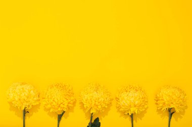 Kopya alanı olan sarı bir zemin üzerinde kasımpatı tomurcukları. Minimalist tarzda gür çiçekli pankart çerçevesi. Altın duvar kağıdı. Lezzetli bir koku. Merhaba bahar, yaz zamanı. Tatil kartviziti.