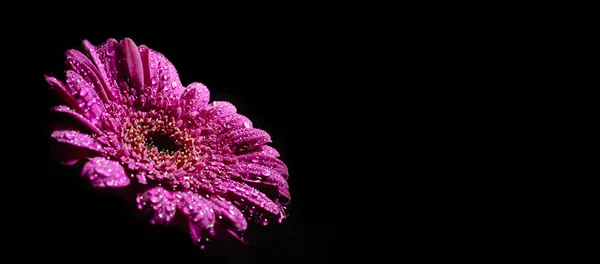 Grande Bela Gerbera Cor Roxa Gotas Isoladas Fundo Preto Com — Fotografia de Stock