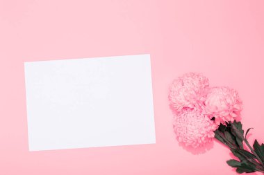 Bir buket pembe kasımpatı ve pembe arka planda üzerinde fotokopi alanı olan beyaz boş çarşaf. Tatil kartpostalı. 14 Şubat Sevgililer Günün kutlu olsun. 8 Mart Kadınlar Günü. Anneler Günü 8 Mayıs..