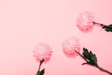 Pembe arka planda, yemyeşil kasımpatı yaprakları ve fotokopi alanı. Minimalist tarzda çiçekli bir çerçeve. Altın duvar kağıdı. Bitkinin lezzetli kokusu. Merhaba bahar, yaz zamanı. Üç..