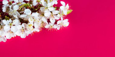 Pembe arka planda çiçek açan kiraz filizleri. Fotokopi alanlı bahar tatili temalı pankart. Reklam panosu için arka plan. Hafif romantik ve sofistike aroma.