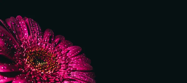 Large beautiful gerbera of purple color in drops isolated on black background with copy space, text place. Banner for a flower shop advertising. Happy holiday. Business card. Funeral symbol. Mockup.