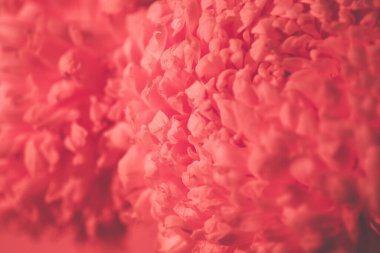 Parlak pembe kasımpatı taç yaprakları yakın plan. Kopya alanı, metin yeri ile desenli arkaplan. Minimalist tarzda makro çiçek. Duvar kağıdı. Lezzetli bitki aroması. Tatil kartpostalı. Kartvizit.