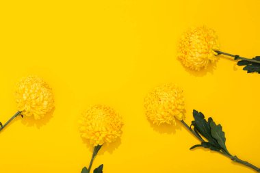 Sarı arka planda, parlak, gür kasımpatı yaprakları ve kopyalama alanı. Minimalist tarzda çiçekli bir çerçeve. Altın duvar kağıdı. Bitkinin lezzetli kokusu. Merhaba bahar, yaz zamanı. Dört..