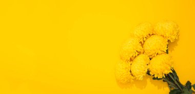 Kopya alanı olan sarı arkaplanda kasımpatı çiçekleri. Minimalist bir tarzda süslü buketli afiş çerçevesi. Altın duvar kağıdı. Lezzetli bir koku. Merhaba yaz zamanı. Tatil kartviziti. Model.