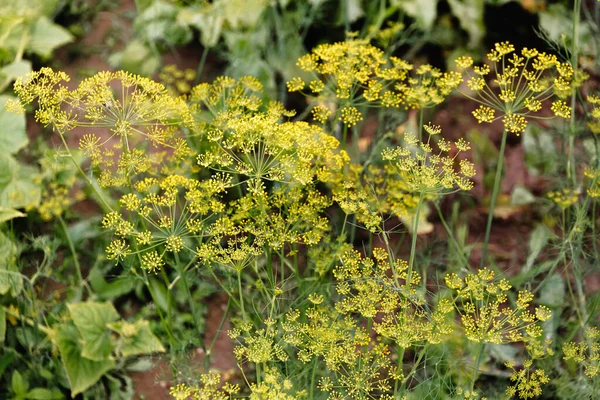 Fenchelblüten Fenchelblüten Fenchelsamen Gewürz Für Lebensmittel Fenchel Garten Sommerzeit — Stockfoto