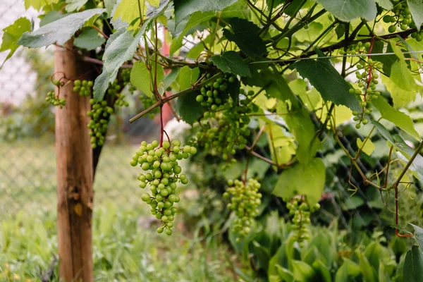 흰색의 포도가 정원의 가지에 과일을 판매하거나 생산하거나 포도주를 제조하기 농산물을 — 스톡 사진