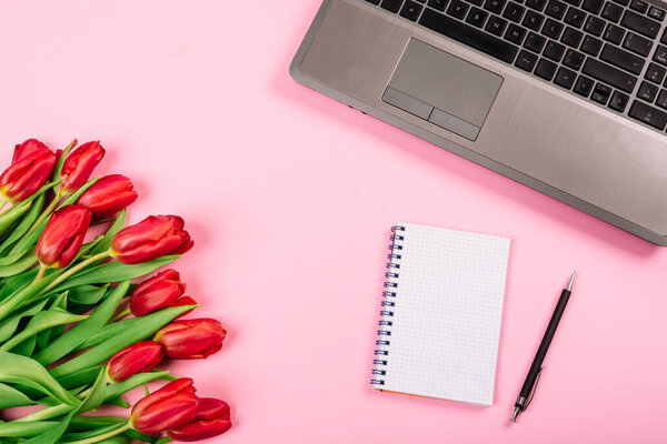 Bouquet of red tulips on pink paper background with a laptop, spiral notebook and pen are a template for advertising or visualization of blog with copy space, text place. Business holiday. Certificate