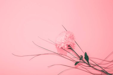 Kasımpatı, bergras, bedava fotokopi alanı ve boş metin yeri olan pembe pankart. Tatil belgesi. Kartvizit arkaplanı. Çiçekçi reklamı için tasarım ya da çiçekçiye online kurs.