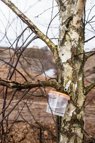 Raccolta Linfa Betulla Nella Foresta Primavera Marzo Aprile Succo Sano — Foto Stock