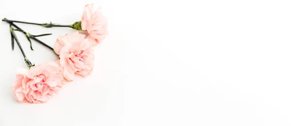 Banner Com Três Cravos Rosa Bege Fundo Branco Com Espaço — Fotografia de Stock