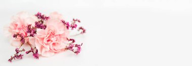 Pembe karanfil desenli beyaz pankart ve fotokopi alanı, boş metin yeri. Kutlama kartpostalı. Hediye çeki. Kartvizit ya da çiçekçi reklamı. Çevrimiçi dağıtım servisi. Model tasarımı.