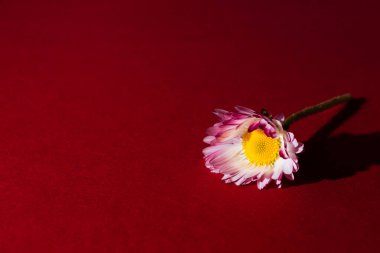 Argyranthemum frutescens, Marguerite Daisy, bordo arka planda. Sevgililer günü için kartpostal, kadınlar günü, fotokopi yeri ve metin yeri olan anneler günü. Merhaba bahar. Yaz zamanı. Çiçeği kapat..